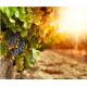 Lorem ipsum dolor sit amet, consectetur adipisicing